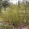 Flaviramea Dogwood #5 - Image 3